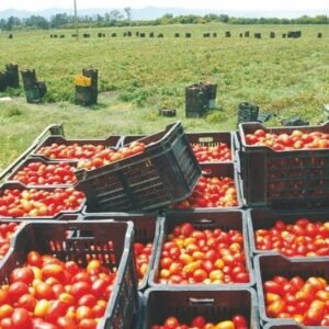Tomates Fraîches