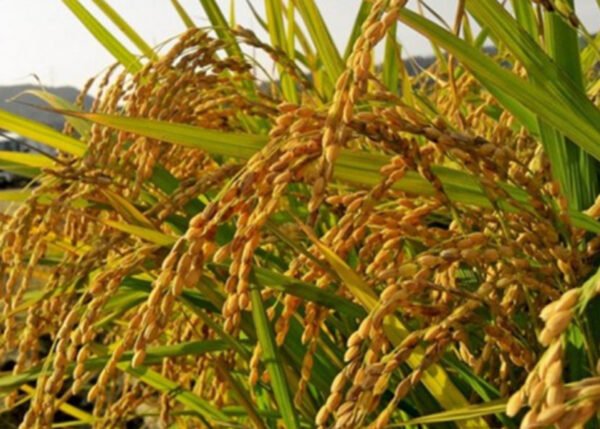Riz local en vrac – Bord champs – Image 3